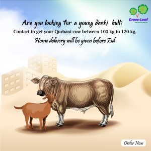 Qurbani Special Full Cow and Goat
